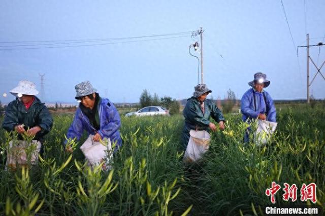 黄花滩村民委员会最新动态报道