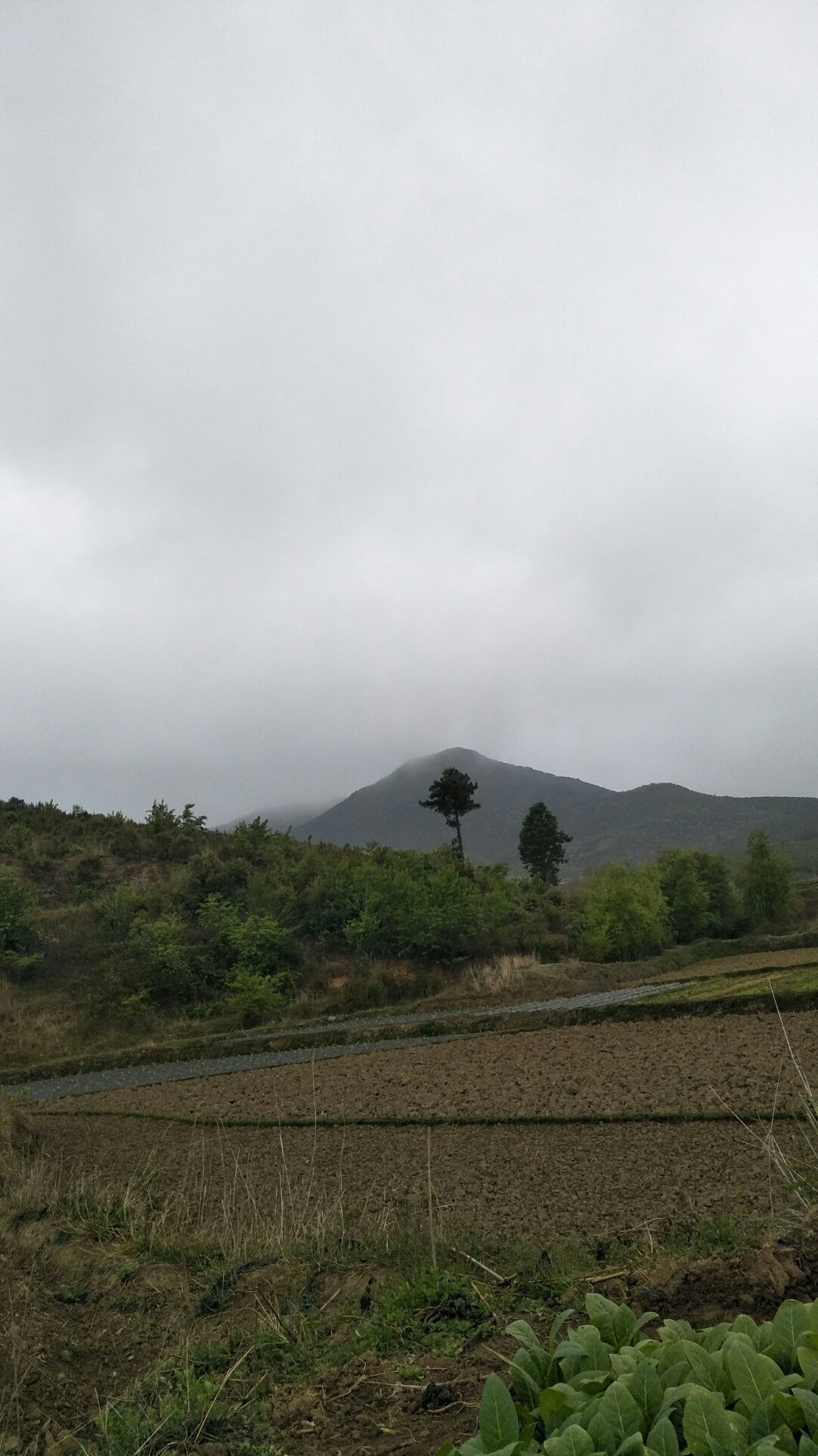 大马头垦殖场天气预报更新通知