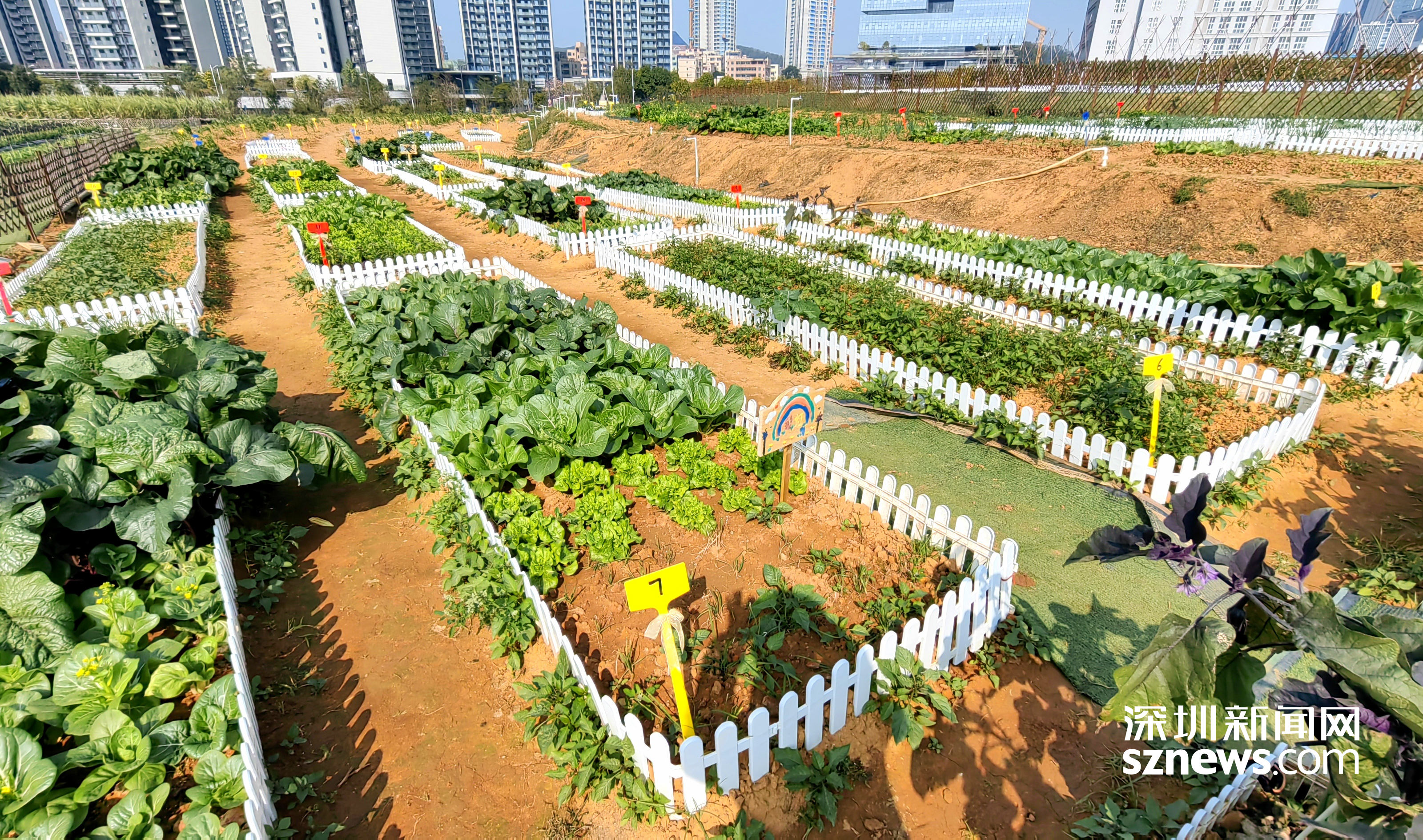 下河清农场虚拟生活区重塑未来城市蓝图